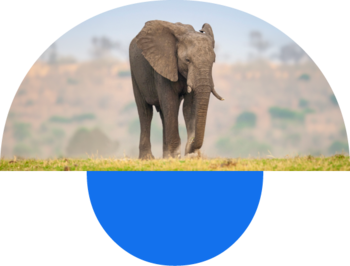 Group Elephant. Eine partnerschaft mit sinn und zweck